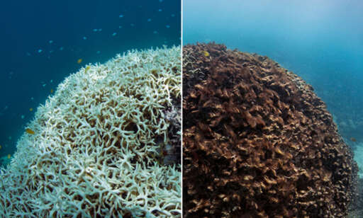 Bildene av Great Barrier Reef er tatt med én måneds mellomrom. - Knapt mulig å fatte