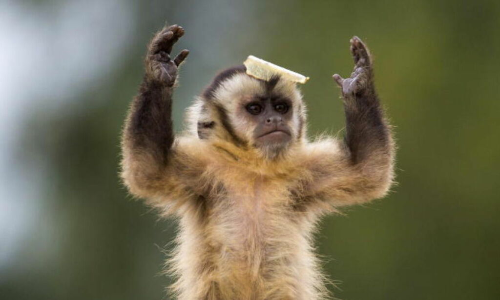 Full ape gikk amok med dolk på bar i Brasil