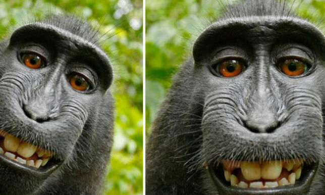 PETA saksøkte fotografen, og hevdet apen «Naruto» skulle ha rettighetene