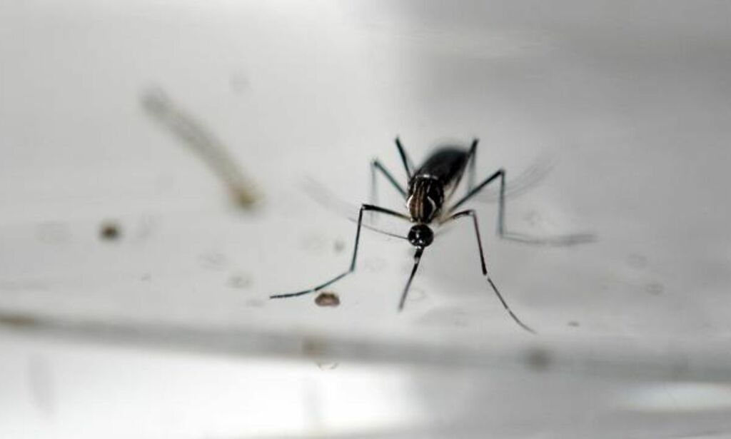 Ber gravide utsette reisen: Mange hjerneskader blant barn i Brasil