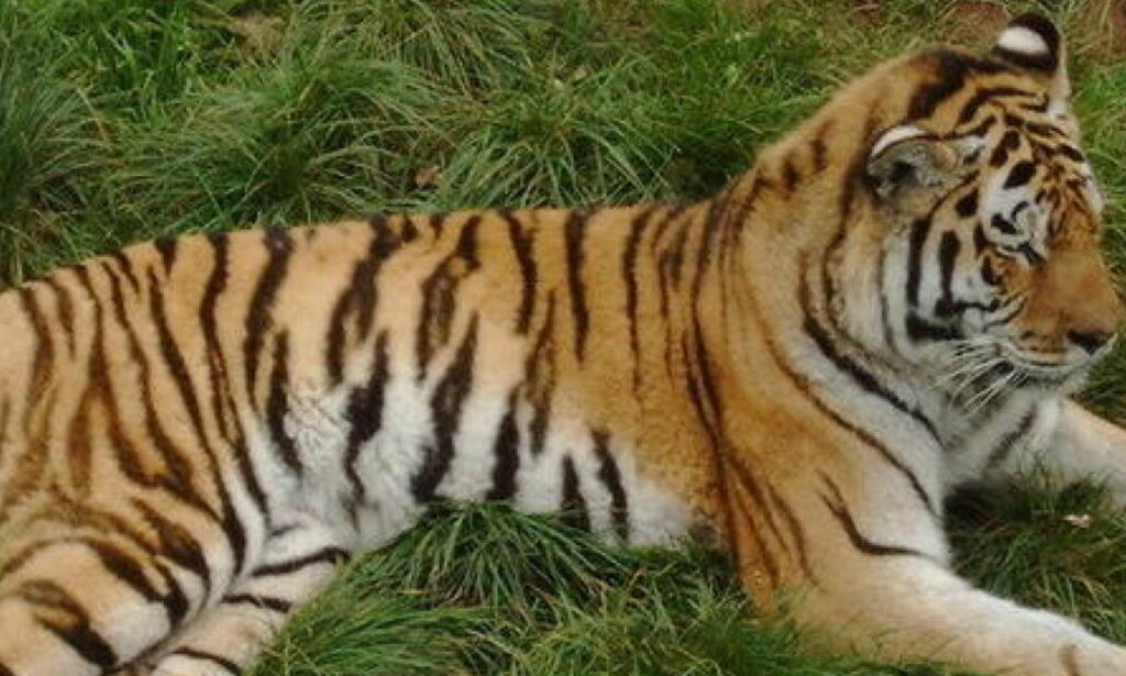 Dyrepasser drept av tiger i England