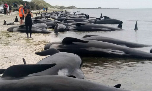 Over 400 hvaler strandet på New Zealand