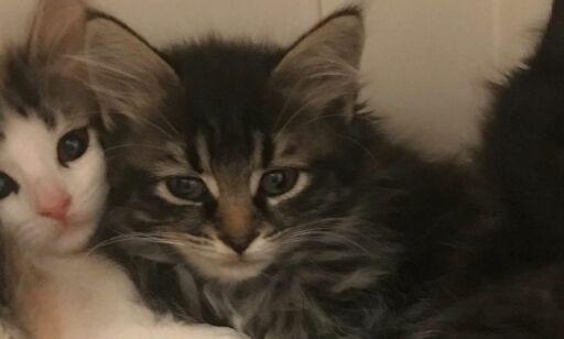 Kattungene er alene i verden: Moren ble skutt med luftgevær og måtte avlives