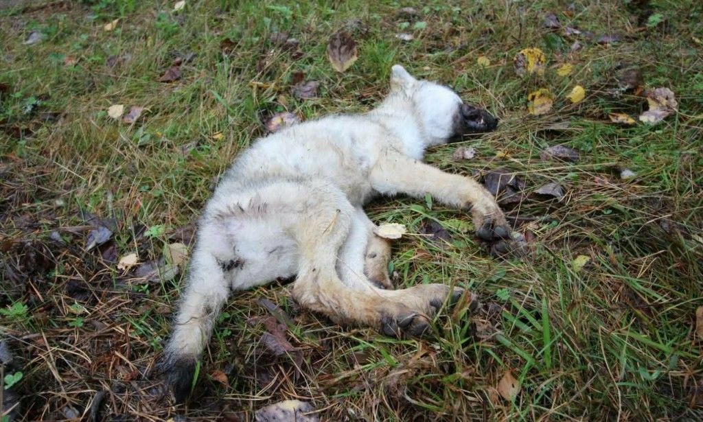 Død ulvevalp funnet i Østmarka