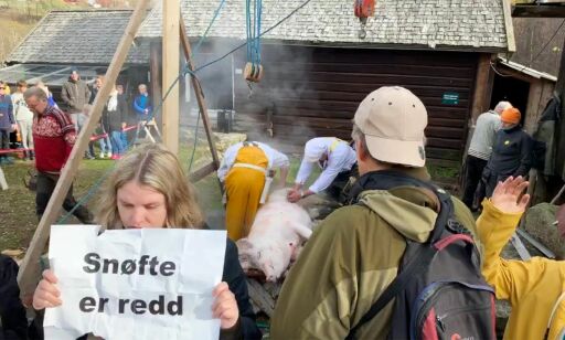 Inviterte til slakting av griser. Da så veganerne rødt