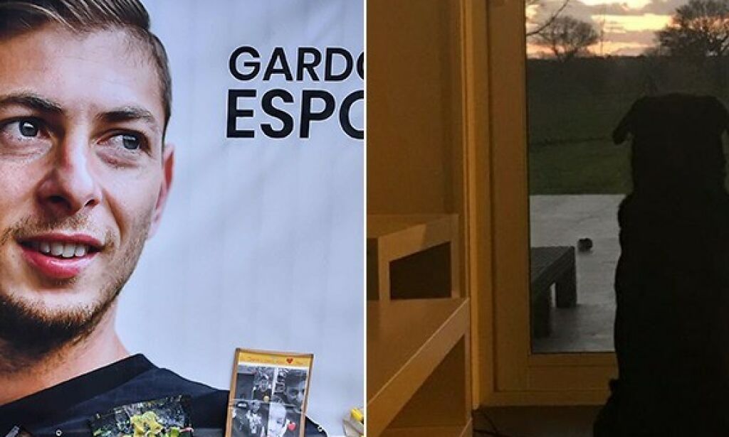 Etter flykrasjet sitter hunden fortsatt og venter